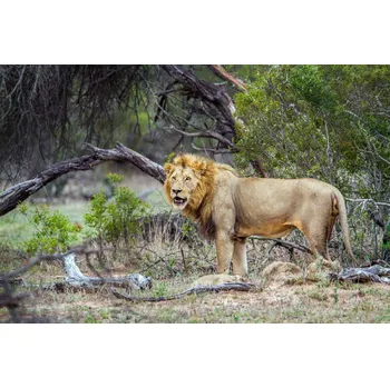 Fototapeta DIMEX | Vliesová fototapeta Divoký lev MS-5-0574 | 375 x 250 cm| zelená, hnědá + Vliesová fototapeta na stěnu DIMEX Divoký lev MS50574 v rozměru 375 x 250 cm + lepidlo zdarma