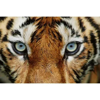 Fototapeta DIMEX | Vliesová fototapeta Tygří pohled MS-5-0539 | 375 x 250 cm| bílá, černá, oranžová, hnědá + Vliesová fototapeta na stěnu DIMEX Tygří pohled MS50539 v rozměru 375 x 250 cm + lepidlo zdarma