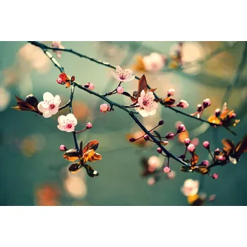 Fototapeta DIMEX | Vliesová fototapeta Japonská kvetoucí třešeň MS-5-1377 | 375 x 250 cm| zelená, modrá, růžová + Vliesová fototapeta na stěnu DIMEX Japonská kvetoucí třešeň MS51377 v rozměru 375 x 250 cm + lepidlo zdarma