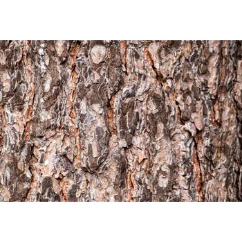 Fototapeta DIMEX | Vliesová fototapeta Kůra borovice MS-5-2345 | 375 x 250 cm| béžová, oranžová, hnědá + Vliesová fototapeta na stěnu DIMEX Kůra borovice MS52345 v rozměru 375 x 250 cm + lepidlo zdarma