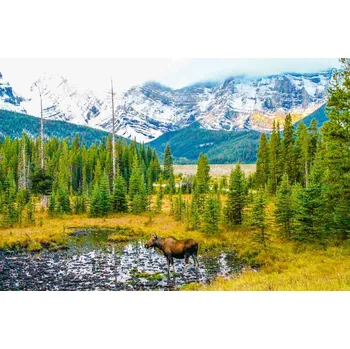 DIMEX | Vliesová fototapeta Los na louce MS-5-3030 | 375 x 250 cm | zelená, modrá, bílá, hnědá + Vliesová fototapeta na stěnu DIMEX Los na louce MS53030 v rozměru 375 x 250 cm + lepidlo zdarma