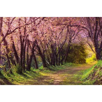 Fototapeta DIMEX | Vliesová fototapeta Růžová sakura MS-5-1858 | 375 x 250 cm| zelená, žlutá, hnědá, růžová + Vliesová fototapeta na stěnu DIMEX Růžová sakura MS51858 v rozměru 375 x 250 cm + lepidlo zdarma