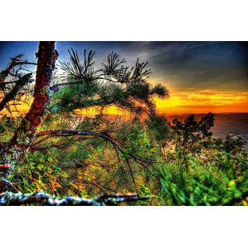 Fototapeta DIMEX | Vliesová fototapeta Borovice a západ slunce MS-5-1787 | 375 x 250 cm| zelená, žlutá, oranžová + Vliesová fototapeta na stěnu DIMEX Borovice a západ slunce MS51787 v rozměru 375 x 250 cm + lepidlo zdarma