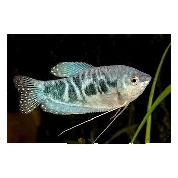 Čichavec mramorovaný XL, 8 cm