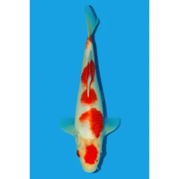 Krmivo pro rybičky HQ Tateshita Kohaku _ JK 23SPS18726