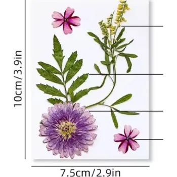 PourArt Sušené květiny SADA HAR-3723 arch 100x75mm