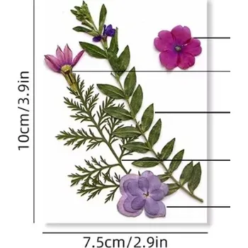 PourArt Sušené květiny SADA HAR-359 arch 100x75mm