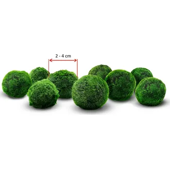 Akvarijní rostlina Řasokoule zelená - Cladophora aegagropila 2-4cm