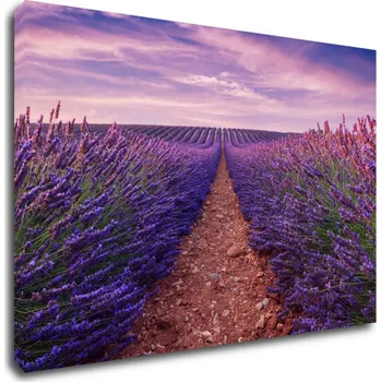 Obraz Impresi Obraz Levandulové pole - 60 x 40 cm