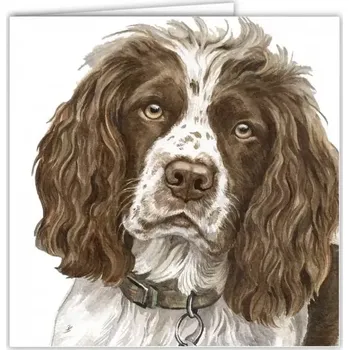 Přání v obálce Anglický Špringršpaněl-bílohnědé zbarvení, WD 16,5 x 16,5 cm (Blahopřání s obálkou s pejskem, psi, pes)