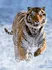 Puzzle Ravensburger Tygr na sněhu 500 dílků