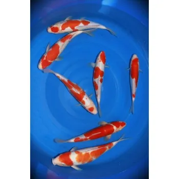 Krmivo pro rybičky Doitsu Kohaku ... AKC 23B0206