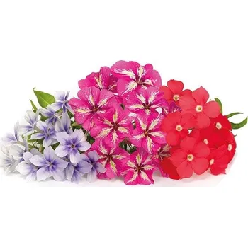 Zahrada Veritable, Kapsle se semínky Lingot jedlé květy floxy - Formadore