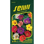 SEMO Šrucha velkokvětá jednoduché květy…
