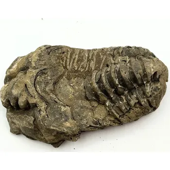 Magieprirody.cz Fosilie Trilobit Calymene Flexicalymene 85 mm #331