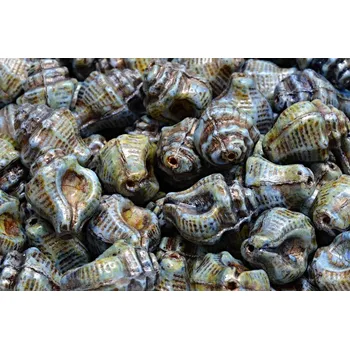 Korálek Mušle Murex č. 2614 (15x12mm)