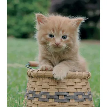 Dárková taška Plastová dárková taška s potiskem - kocourek