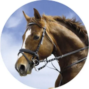 Poháry Bauer Emblém ES122 | Jezdectví