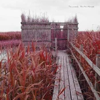 Zahraniční hudba CD Tenniscoats: Tan-Tan Therapy 2022 Trifold Remastered