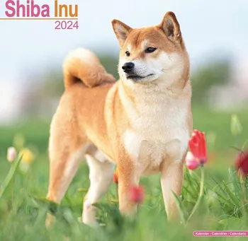 Kalendář Avonside Publishing Nástěnný kalendář Shiba Inu 2024