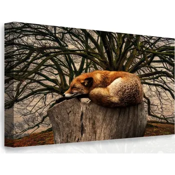 Obraz Malvis Spící liška 60x40 cm