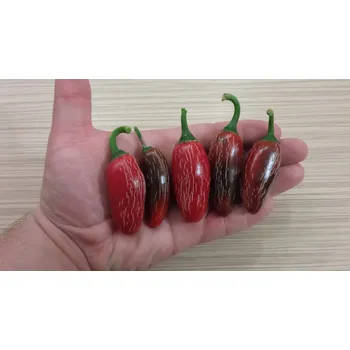 Semeno chilli-semena Jalapeno Telica 10 ks