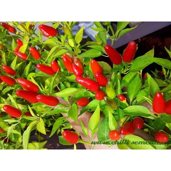 Semeno chilli-semena Chilli Chinese Ornamental 10 ks