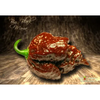 Semeno chilli-semena Big Black Mama
