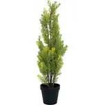 EuroPalms Cypřiš světlý v květináči 60…