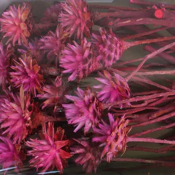 Zahradní dekorace PLUMOSUM I DIP DYED ERICA TRAY (50PC)