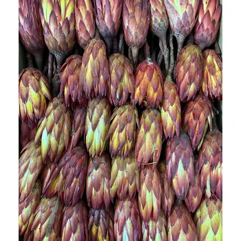 Zahradní dekorace REPENS FLOWER ABSORBTION RED ( 500 PC )