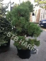 Pinus sylvestris - Borovice lesní