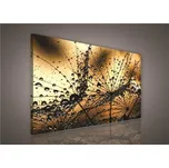 Obraz na plátně ranní rosa hnědá IMPOL TRADE 415O1