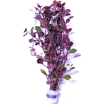 Akvarijní rostlina Ludwigia sp. Super Red - svazek