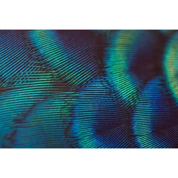 Plakát Plakát, Obraz - close-up peacock feathers, BirdHunter591