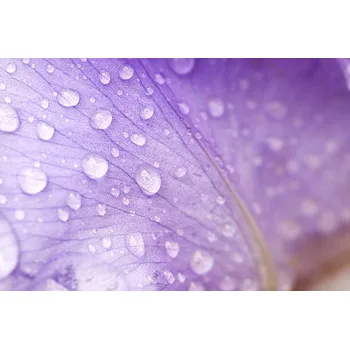 Plakát Plakát, Obraz - Petal, polarica