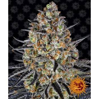 Semeno Barney's Farm L.S.D. Balení: 3ks