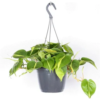 Gardners Philodendron scandens Brasil - závěs, průměr 15 cm Filodendron