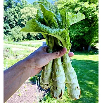 Stonkový salát - Chinesische Keule