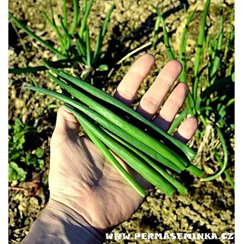 Semeno Cibule zimní, sečka - Kroll