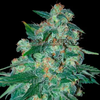 Semeno Ketama - World of Seeds - regular - 10 ks