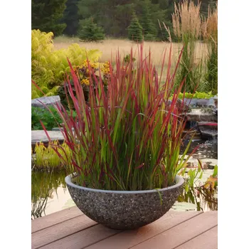 Sazenice Imperata cylindrica 'Red Baron' P9