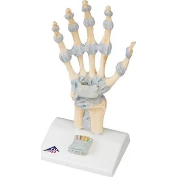 Model kostry ruky Leon