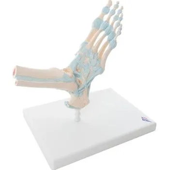 anatomický model Model kostry chodidla a kotníku s ligamenty Kristýna