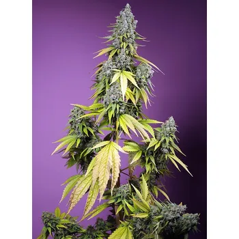 Semeno Sweet Seeds Jet Fuel Mandarine XL Auto Balení: 3+1ks
