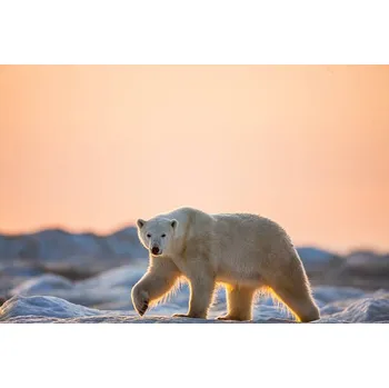 Plakát Plakát, Obraz - Polar Bear on Sea Ice, Hudson Bay, Nunavut, Canada, Paul Souders