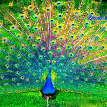 Diamantové malování DIAMANTOVÁ MOZAIKA PÁV 08 - SLEVA -50%