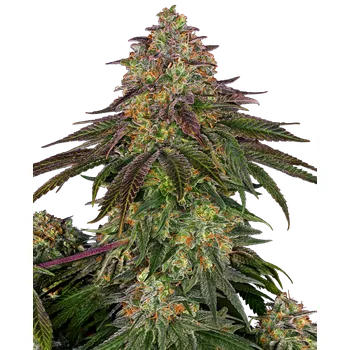 Semeno Sensi Seeds Sweet Cherry Kush Balení: 3ks