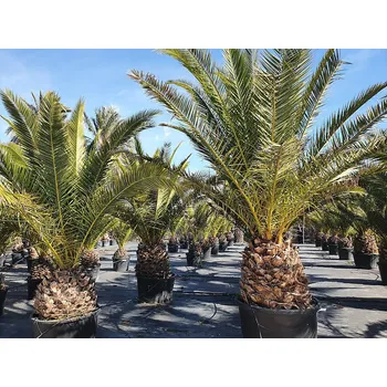 Sazenice PHOENIX CANARIENSIS 50/60 kmen - p_canar_50/60