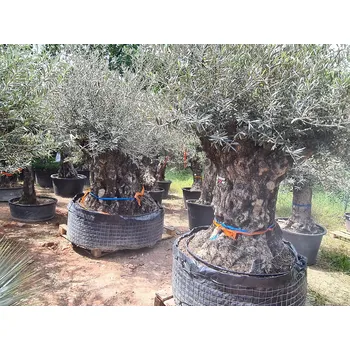Sazenice Olivovník Bonsaj - Olea Europaea Bonsai - OL_MALLA _OCP